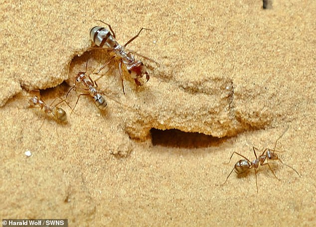 النملة 2