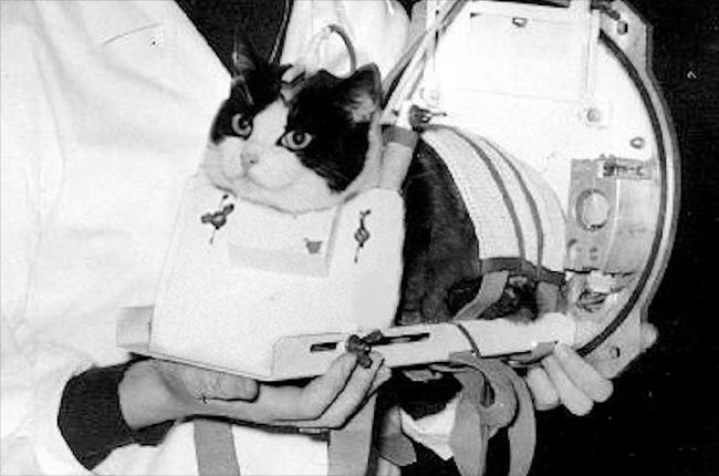 اول قطة تسافر فى الفضاء
