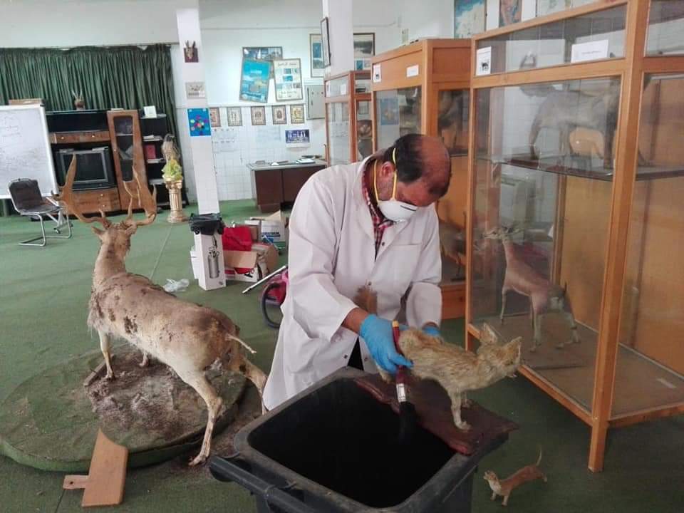 3- بحث الحييوانات البرية داخل المتحف