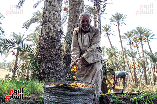 عبدالله يجمع البلح السيوي