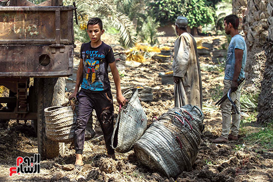 عمال جمع البلح