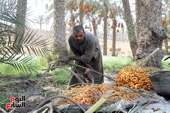 مصطفي يفرغ الطبق