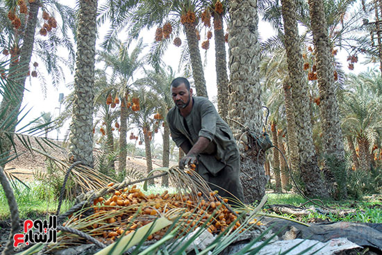 مصطفي