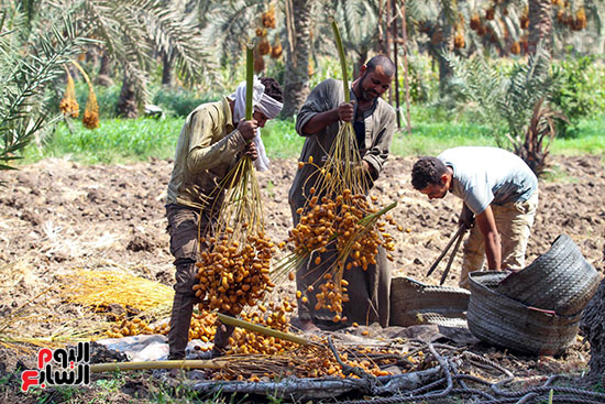 البلح بعد تقطيعه