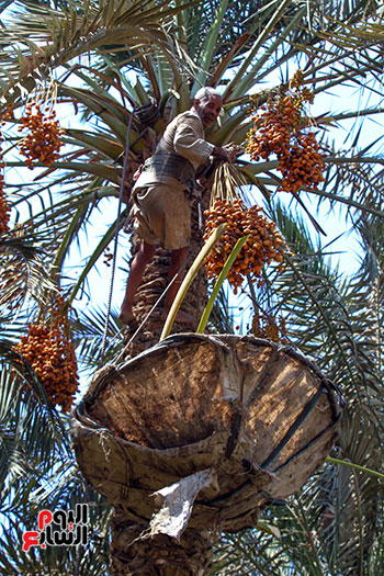 جمع البلح في المرازيق