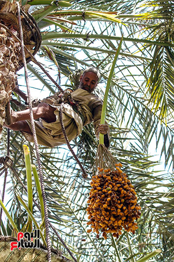 عبدالله يقطع البلح