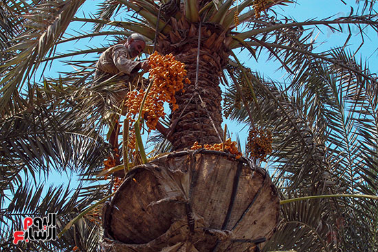 عبد الله يجمع البلح بالطبق