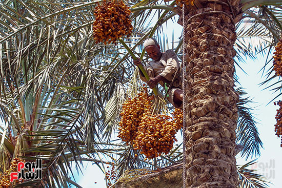 عراجين البلح