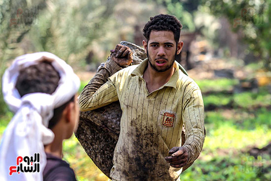 عامل جمع البلح