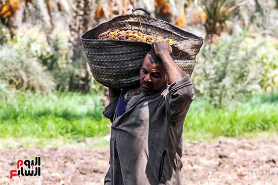 مصطفي ينقل البلح