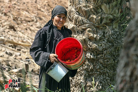 سيدة تجمع البلح