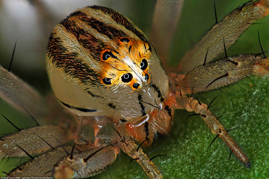 أنثى عنكبوت الوشق
