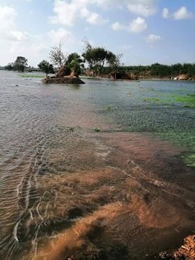ارتفاع منسوب مياة النيل يغرق الأراضي الزراعية بكفر الزيات