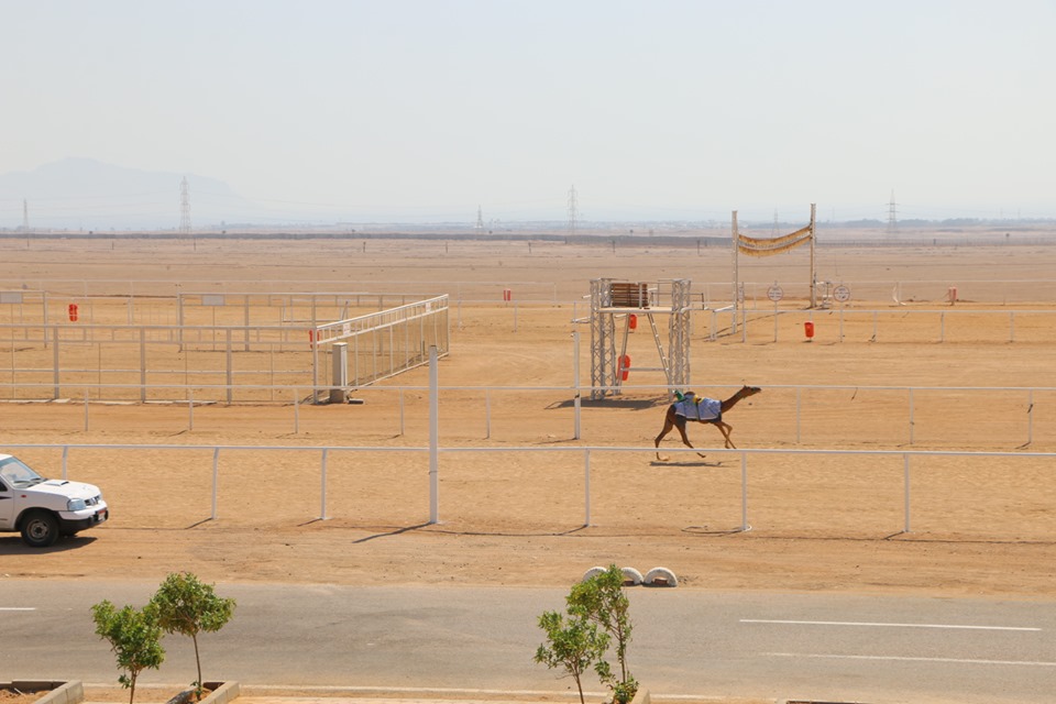 مضمار المهرجان الأول لسباقات رياضات الهجن بمدينة شرم الشيخ (5)
