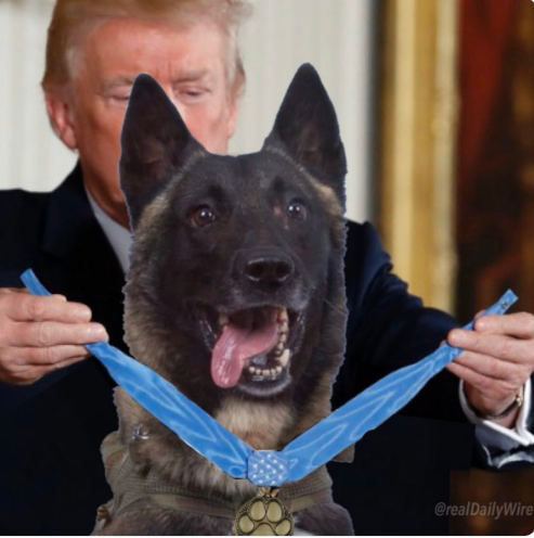 ترامب يكرم الكلب الذى شارك فى عملية مقتل البغدادى