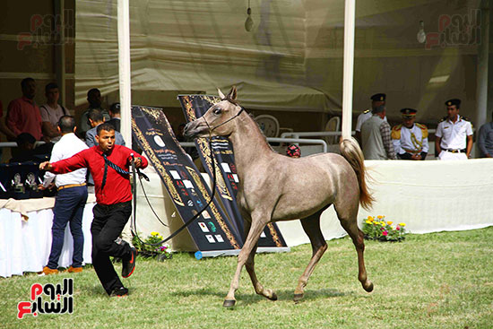 مهرجان الخيول (13)