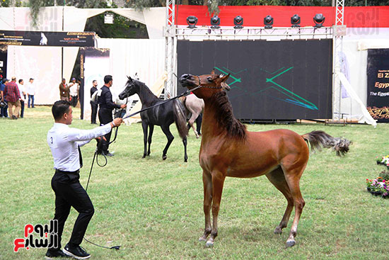 خيول مشاركة فى المهرجان