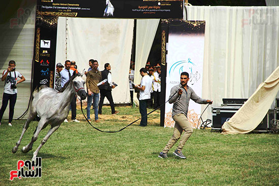 خيول مشاركة فى المهرجان (2)