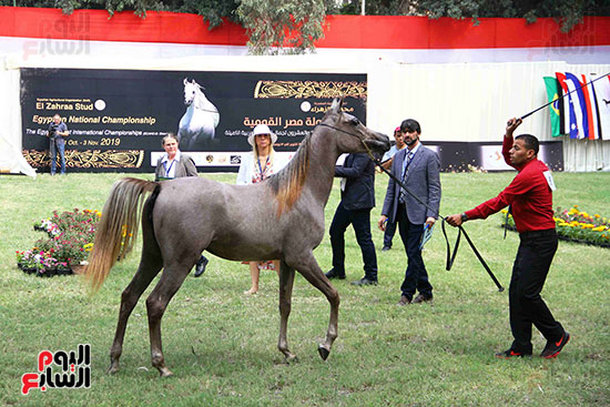 بطولة مصر للخيول