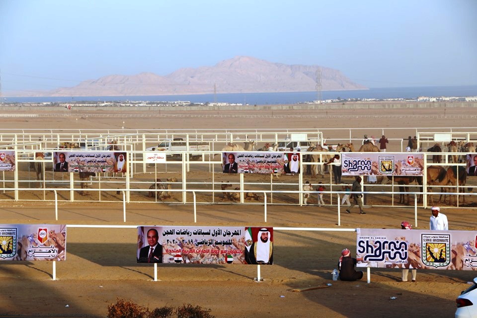 انطلاق فعاليات مهرجان شرم الشيخ الأول للهجن  (7)