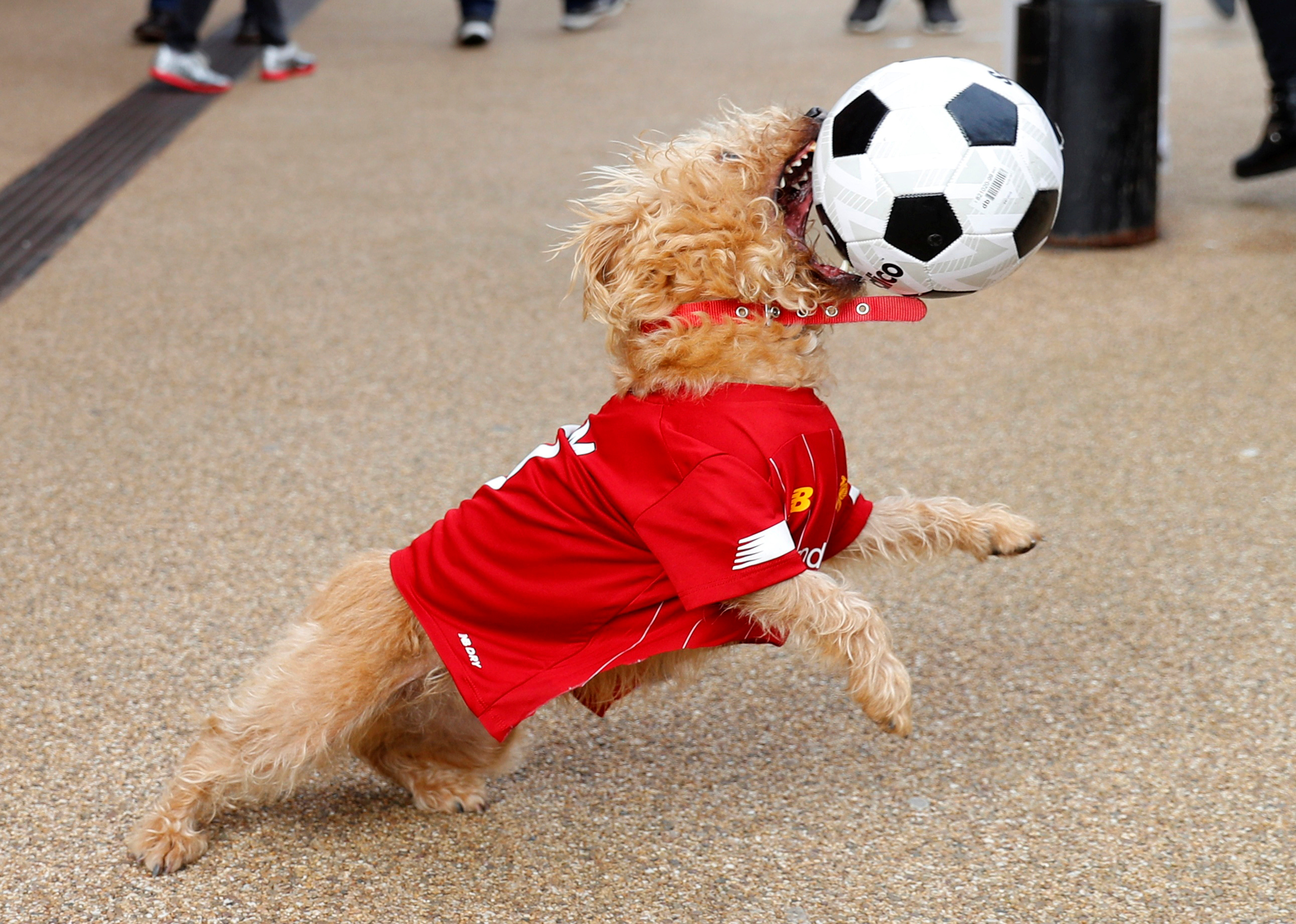 كلب يداعب الكرة
