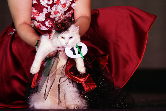 قطة ترتدي ثوبًا خلال عرض للأزياء للحيوانات الأليفة