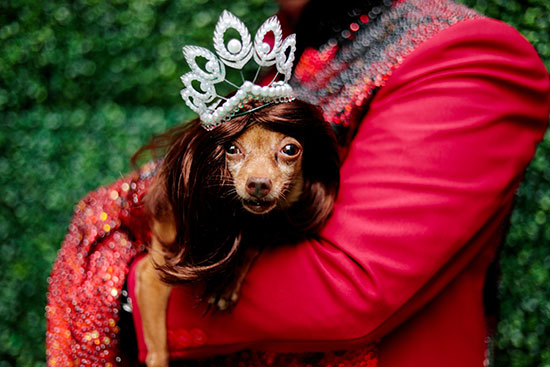 57823-كلب-أليف-يرتدي-زي-ملكة-جمال-الكون-في-معرض-للأزياء-للحيوانات-الأليفة