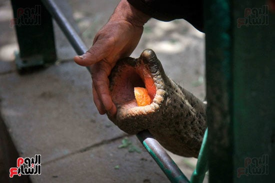 الفيلة نعيمة (1)