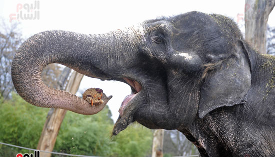 الفيلة نعيمة (19)
