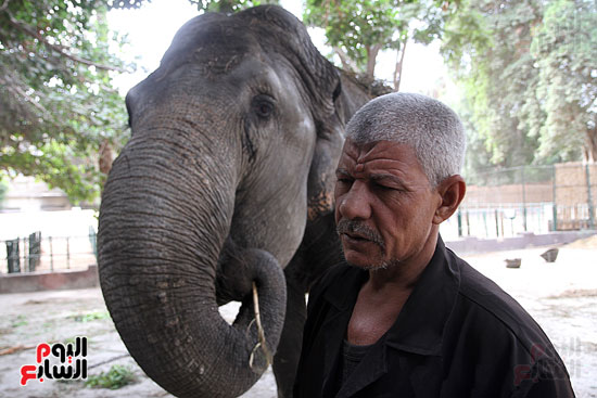 الفيلة نعيمة (17)