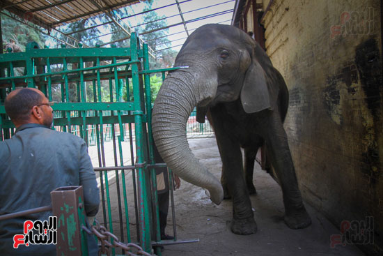 الفيلة نعيمة (9)