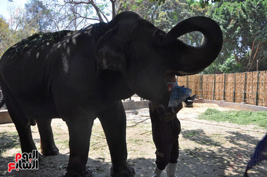 الفيلة نعيمة (6)