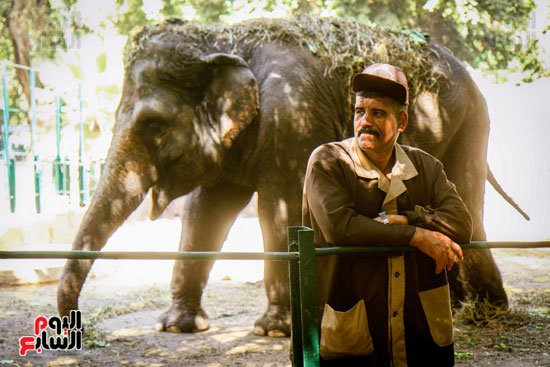 الفيلة نعيمة (20)