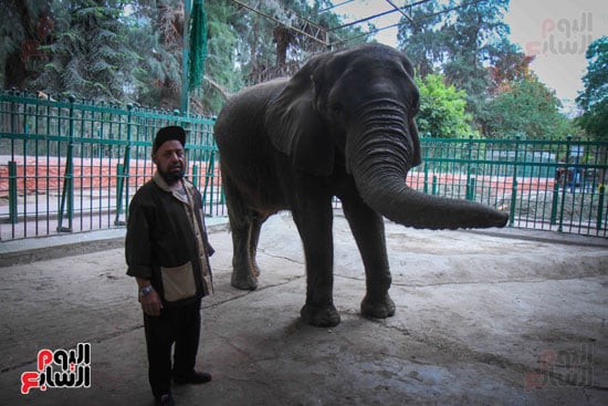 الفيلة نعيمة (8)