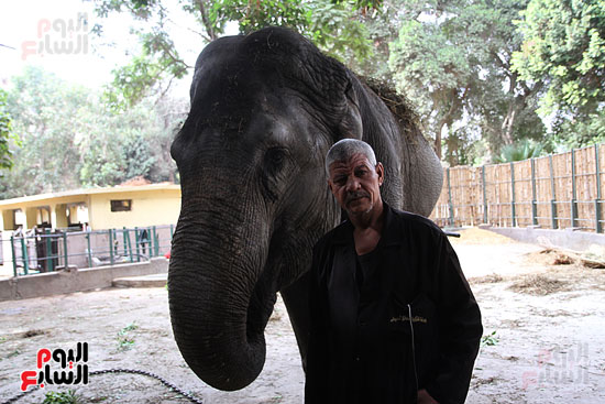 الفيلة نعيمة (18)