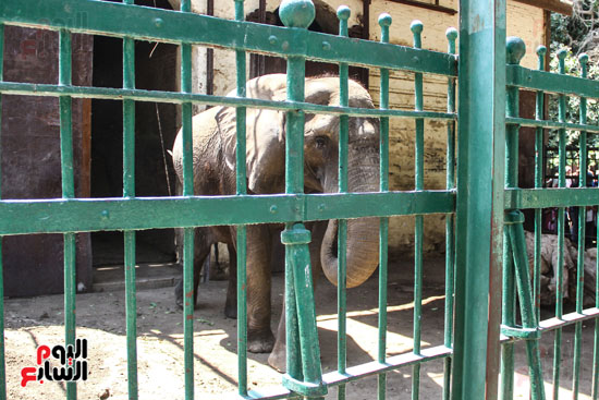 الفيلة نعيمة (5)