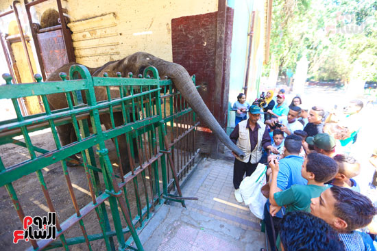 الفيلة نعيمة (21)