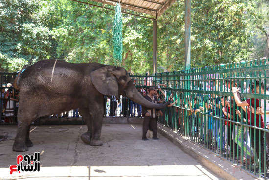 الفيلة نعيمة (10)