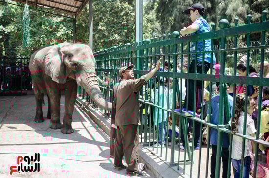 الفيلة نعيمة (13)