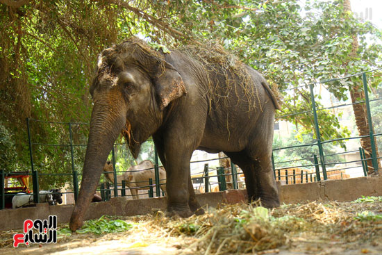الفيلة نعيمة (2)