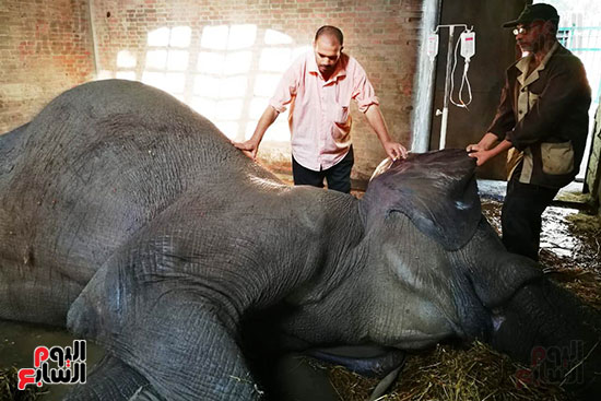 محاولات انقاذ الفيلة نعيمة