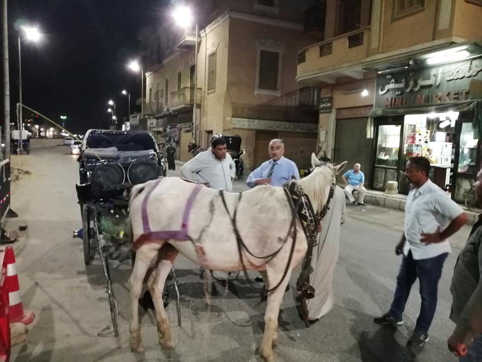  ضبط عربات حنطور مخالفة بشوارع مدينة الاقصر (3)