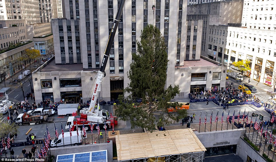جانب من تثبيت شجرة الكريسماس وسط نيويورك