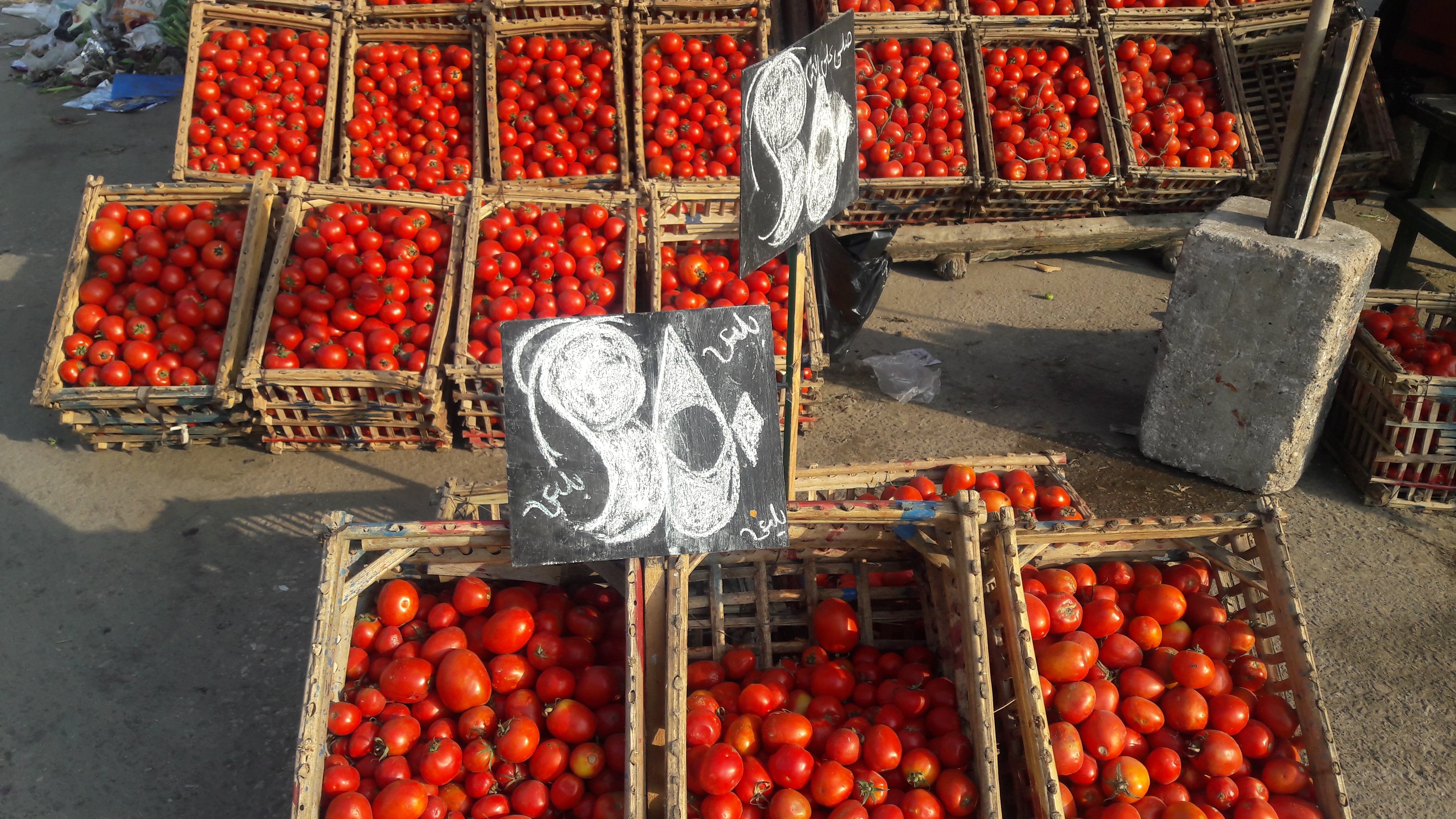اسعار الطماطم بأسواق بورسعيد