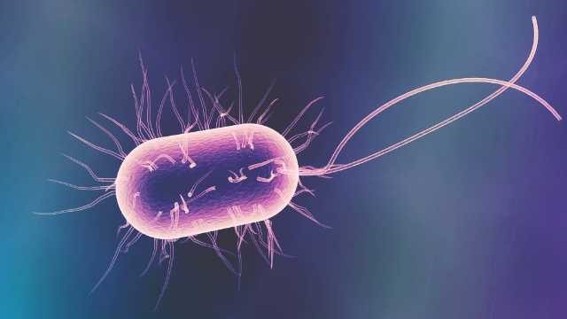 بكتيريا الامعاء