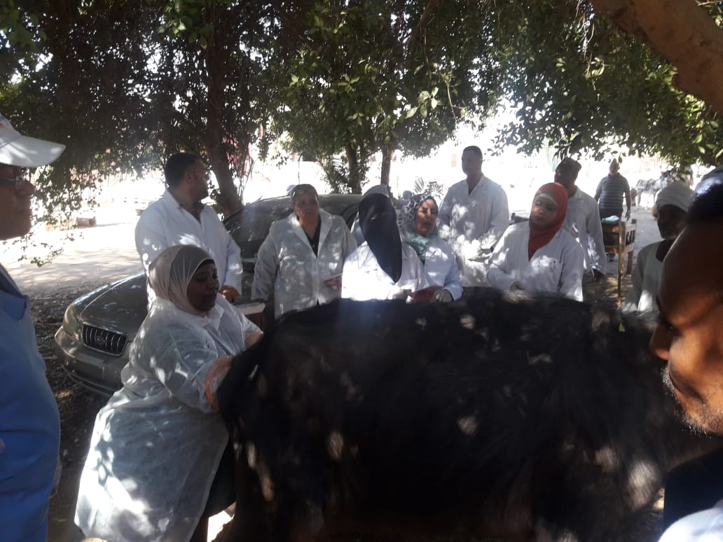 حملة  قومية بيطرية علاجية  وارشادية لمربى  الماشية  بأسوان (3)