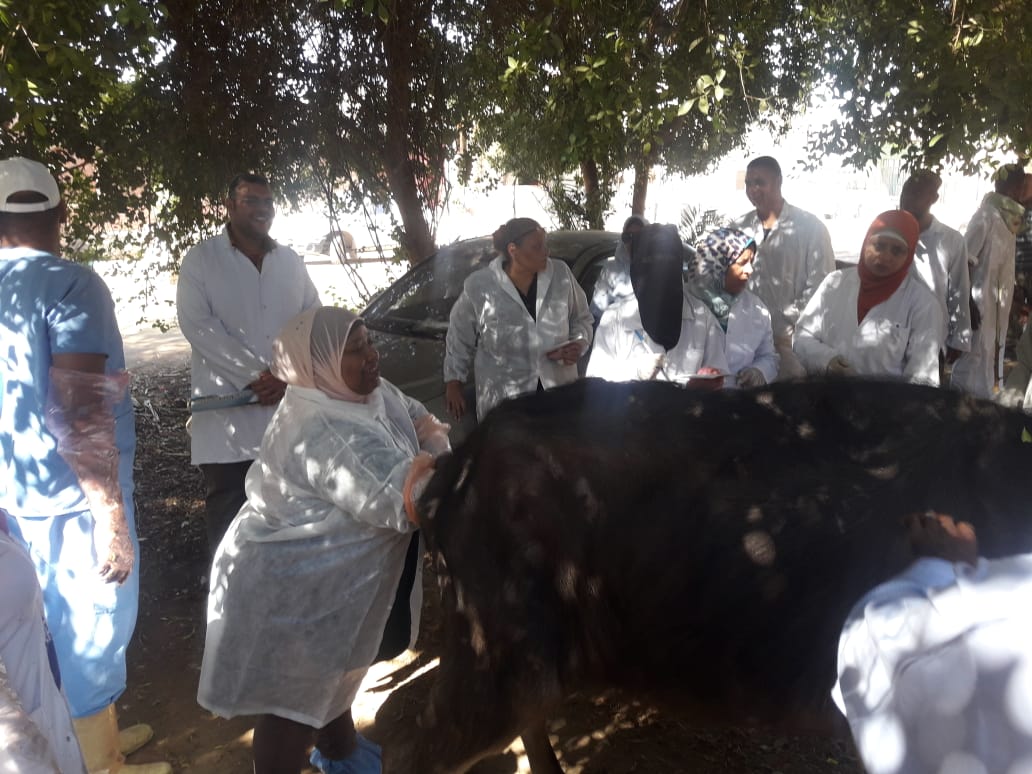 حملة  قومية بيطرية علاجية  وارشادية لمربى  الماشية  بأسوان (2)
