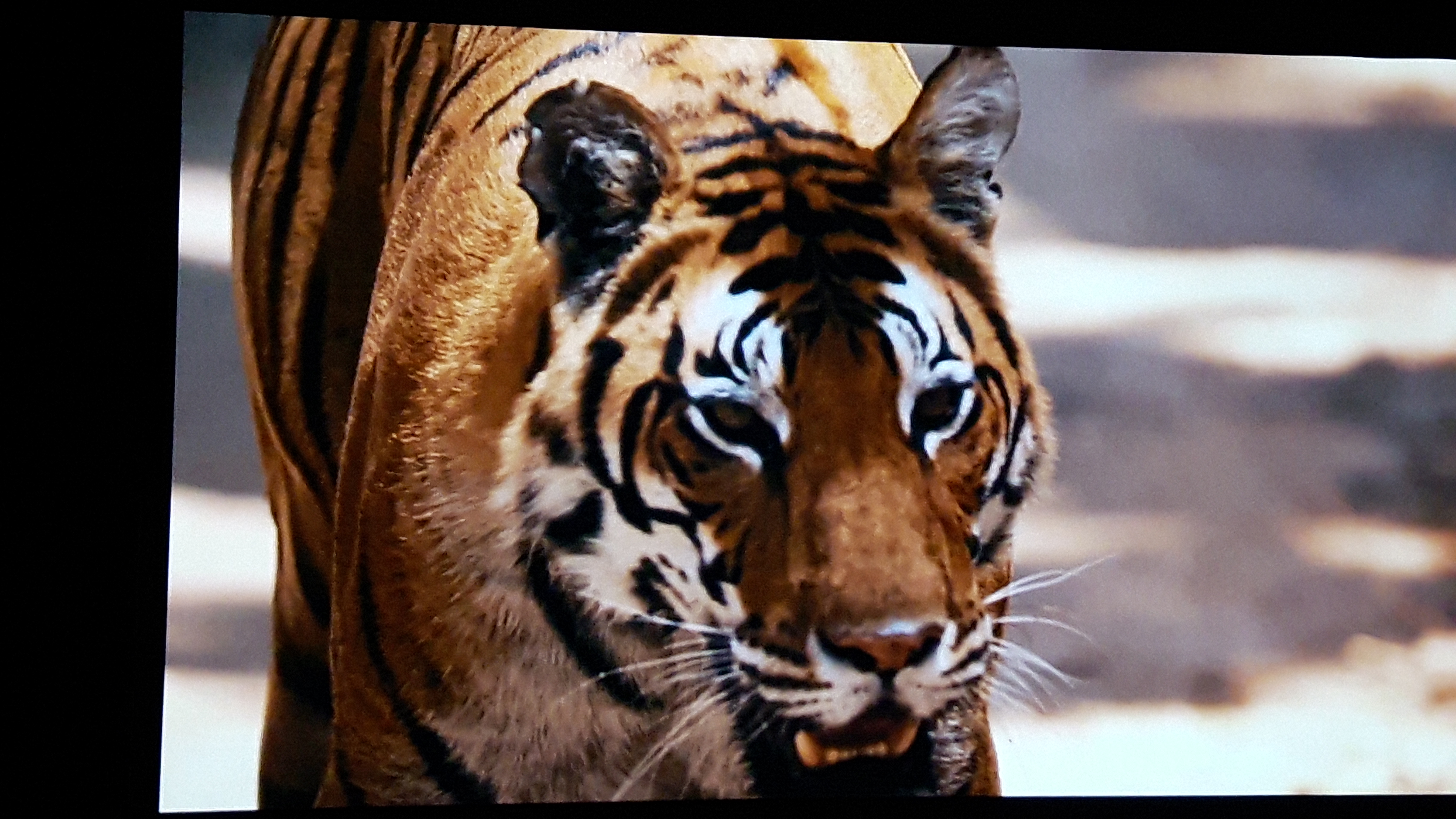 الفيلم يرصد تعرض النمور الى الانقراض
