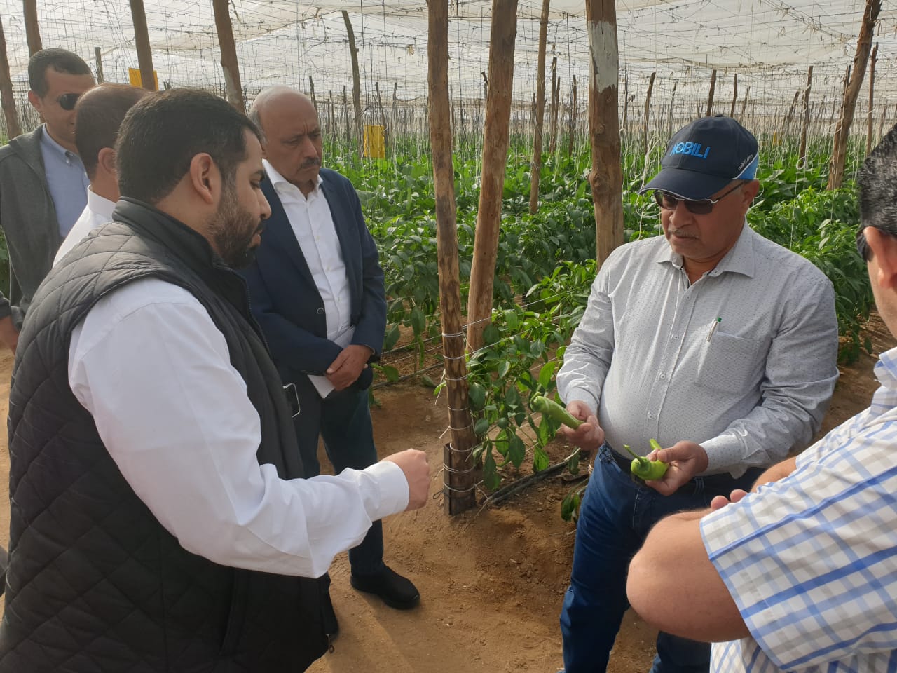 زيارة الوفد السعودى لمزارع الخضر والفاكهة المصرية  (4)