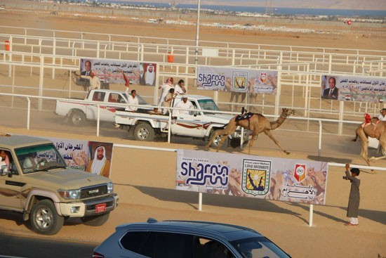 شرم الشيخ عاصمة لرياضة سباقات الهجن المصرية (2)
